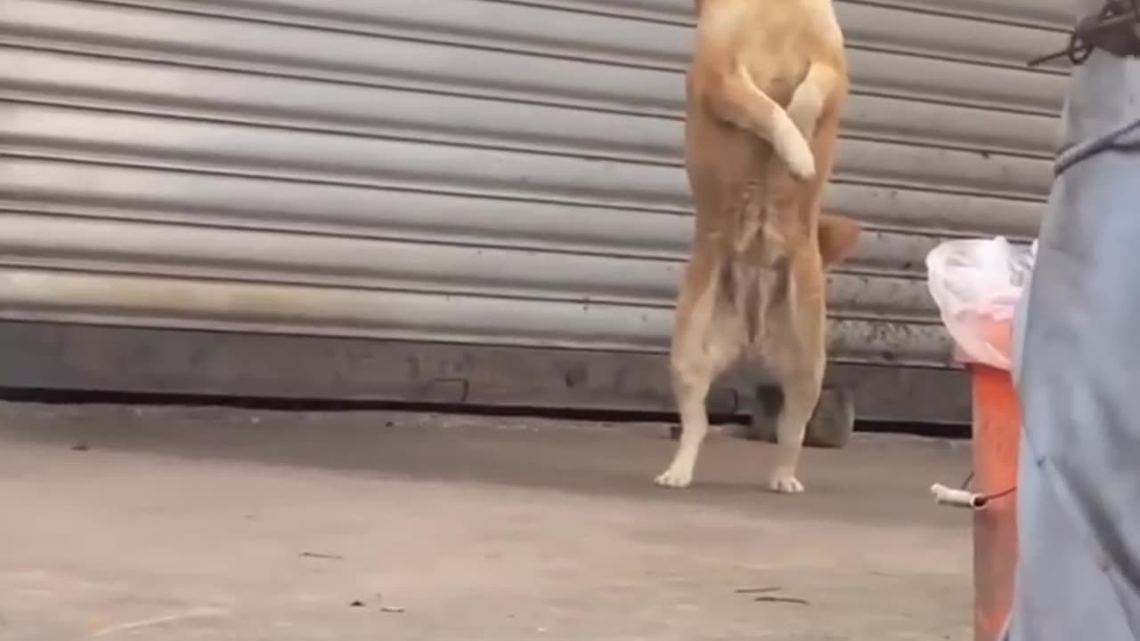 Dogs funny video