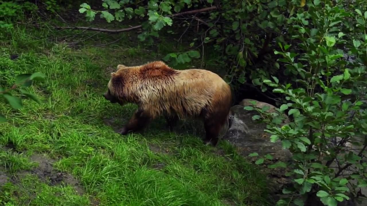 Panda swimming video