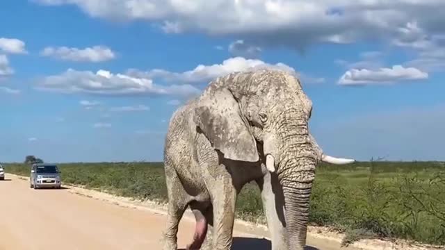 Its big