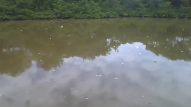 Filmando o mangue de um lado ao outro no museu de ciências [Nature & Animals]