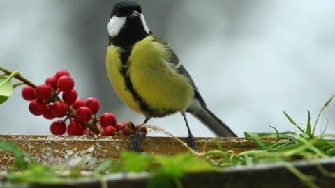 Awesome bird colors