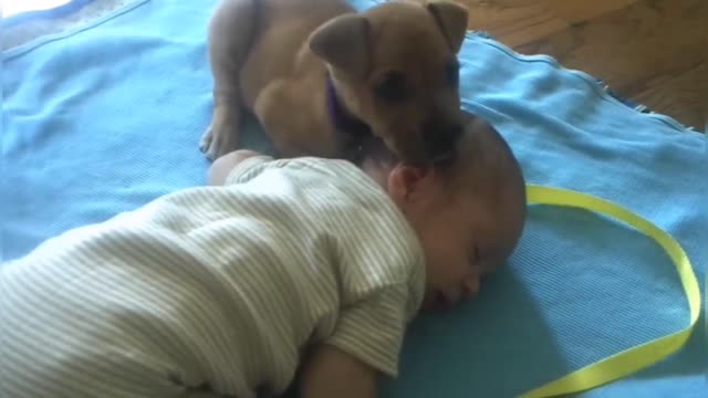 Puppy falling asleep by baby