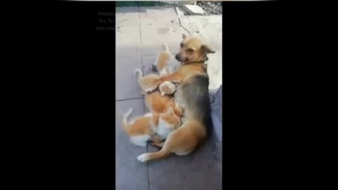 Funny animals don't laugh 😂