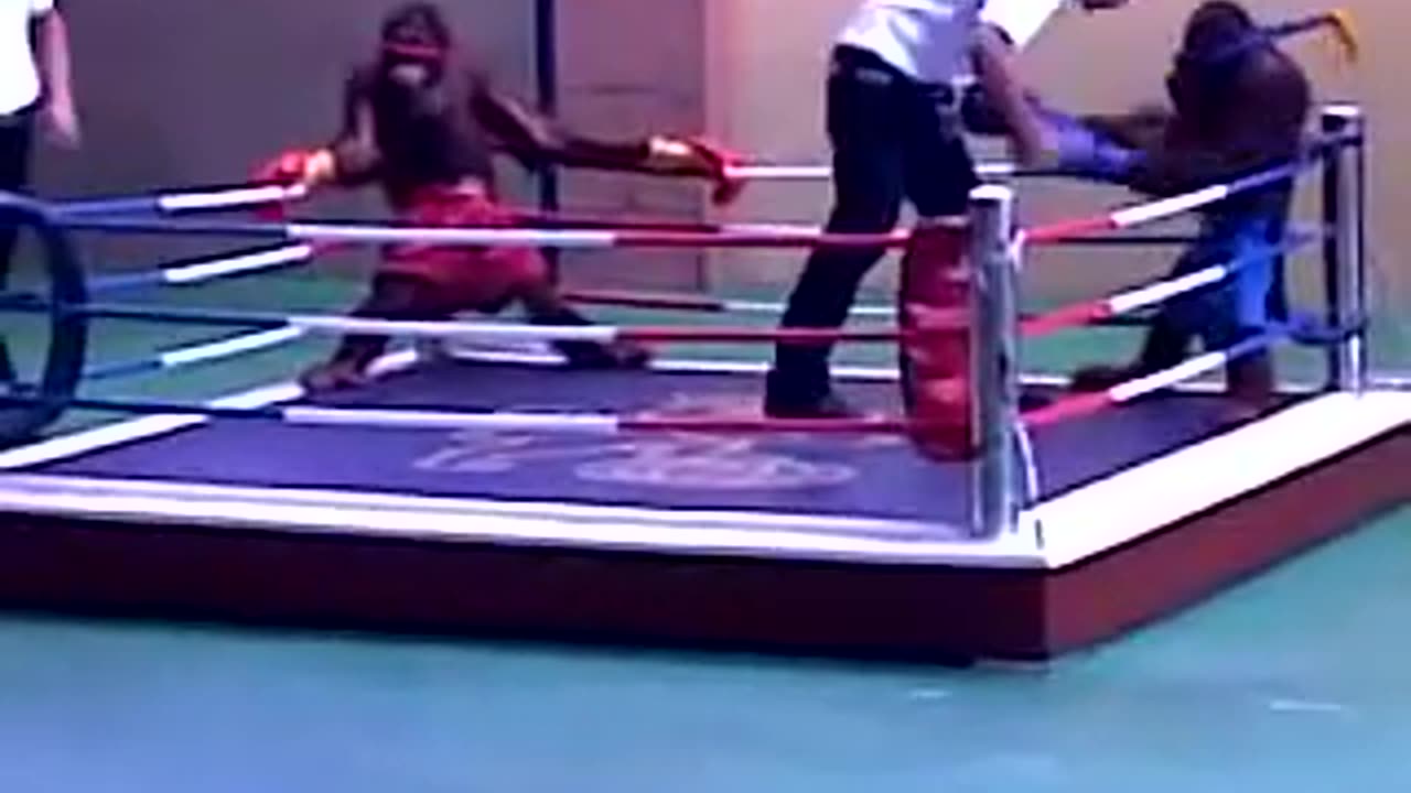 Monkeys boxing