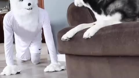 Husky Pranked By Wolf Mask