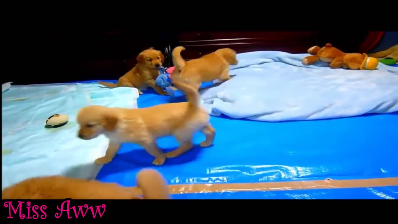 Cutest Puppies!!! play around