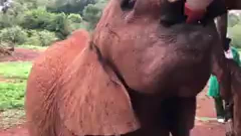 Adorable Baby elephant