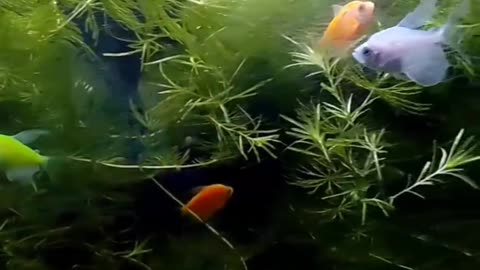 Fish video