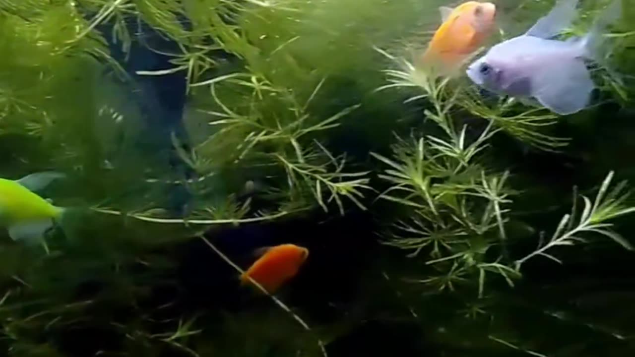 Fish video