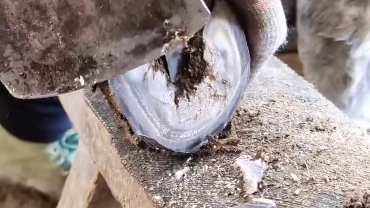 Horse hoof trimming satisfying video