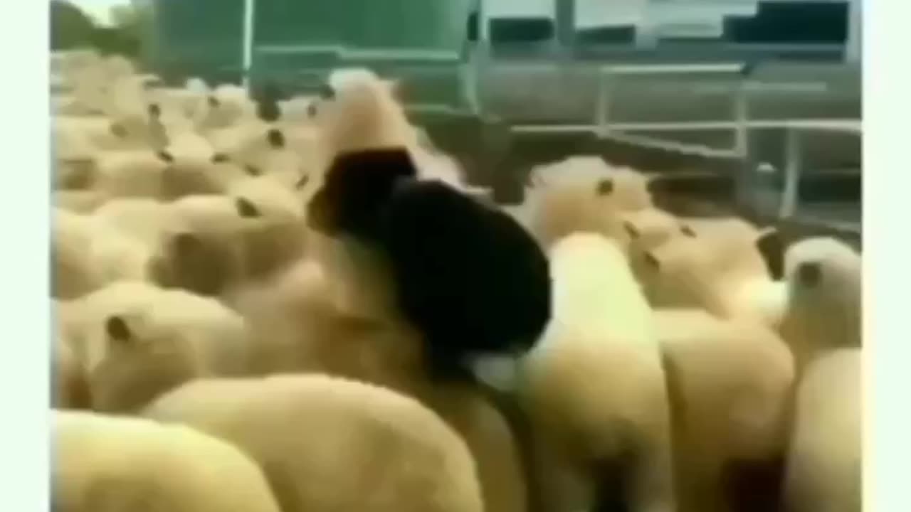 Rider Dog viral funny video 🤣🤣