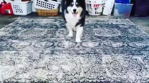 Dog video cute dog cat and dog House dog video