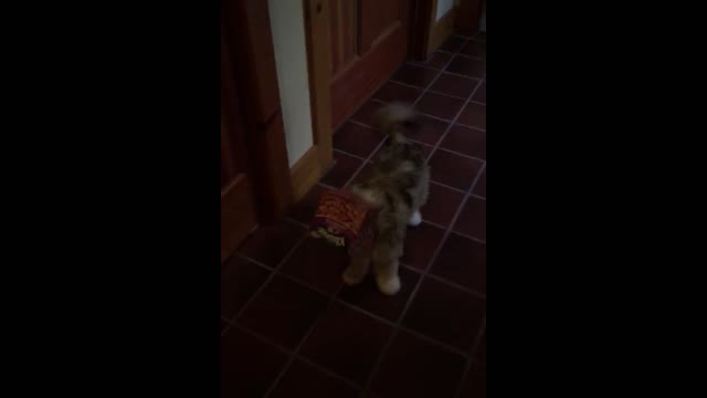 Puppy gets head stuck in tissue box