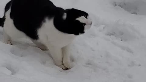 Cat in the snow