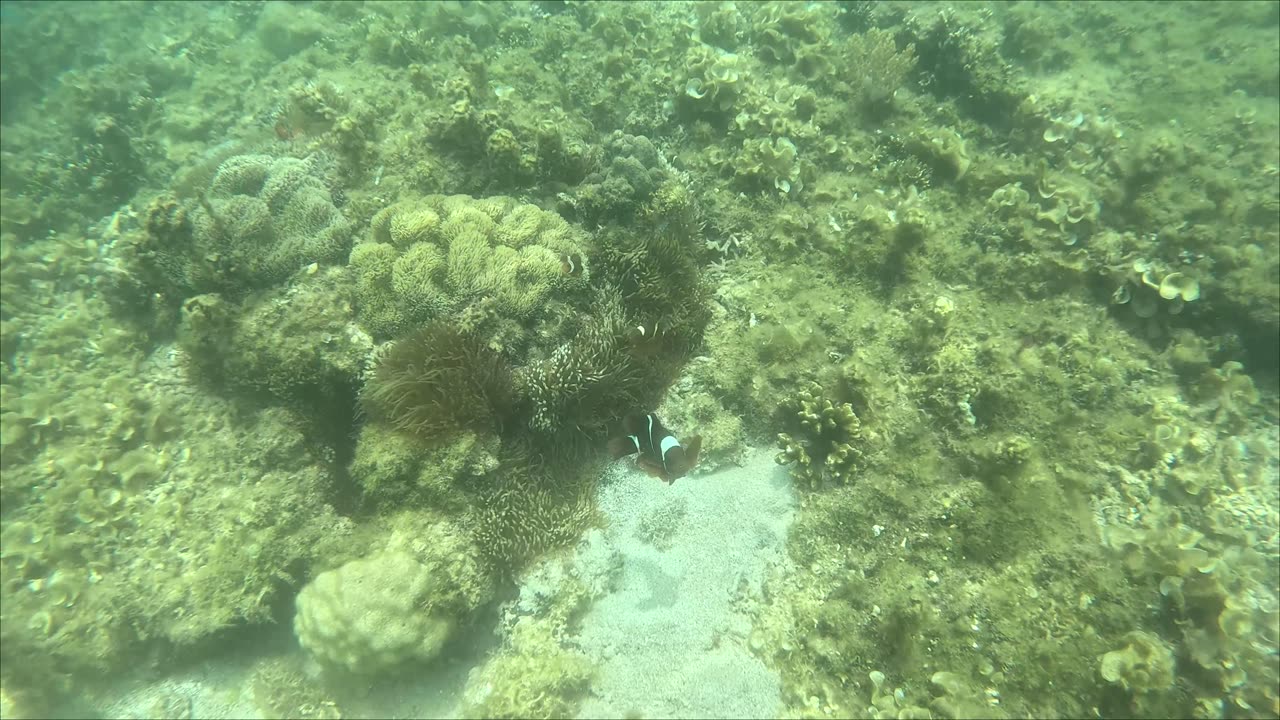 Snorkeling Adventures Philippines. Cute Clownfish!