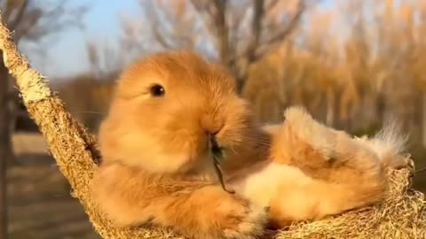 FUNNY RABBIT