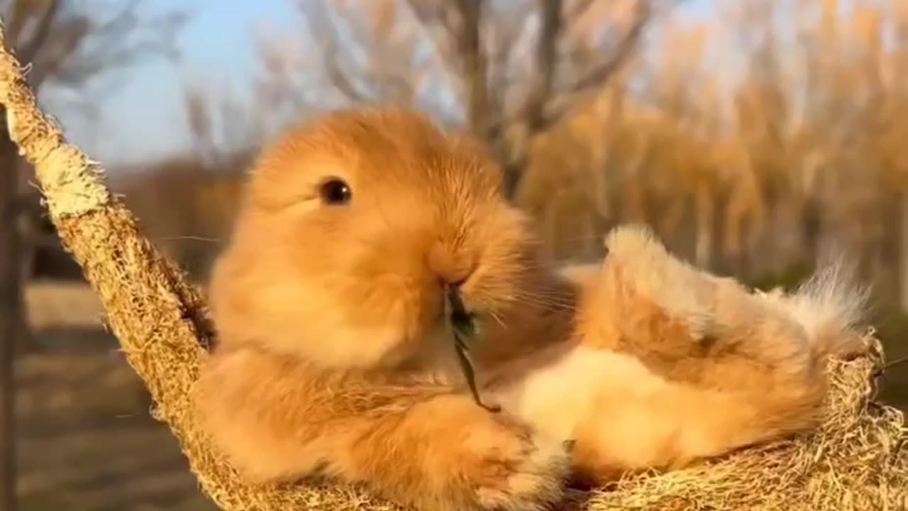 FUNNY RABBIT