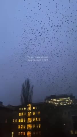 Thousands of Crows in the Skies Above Kyiv, Ukraine Harbingers of Death