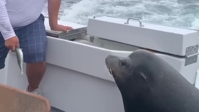 Sea Lion LEAPS onto Boat for Fish_ _Shorts _Seals _Ocean