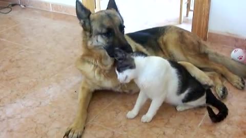 Cute German shepherd in deep love with the cat