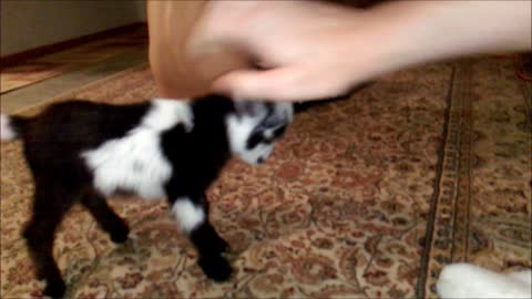 Inky The Fist Bumping Goat