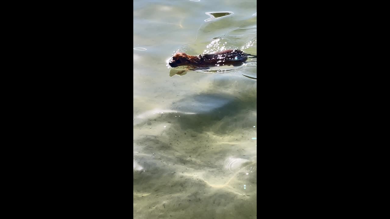 Daisy swims for the first time.