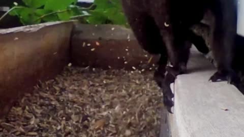 Squirrel Eating Calmly and Then...