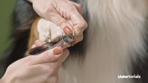 How To Trim Your Dog's Nails, Step-By-Step