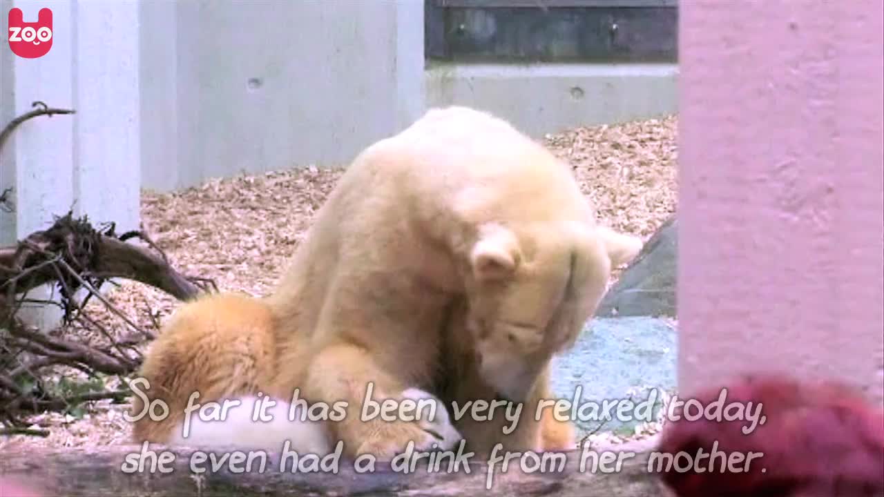 Anuri The Baby Polar Bear