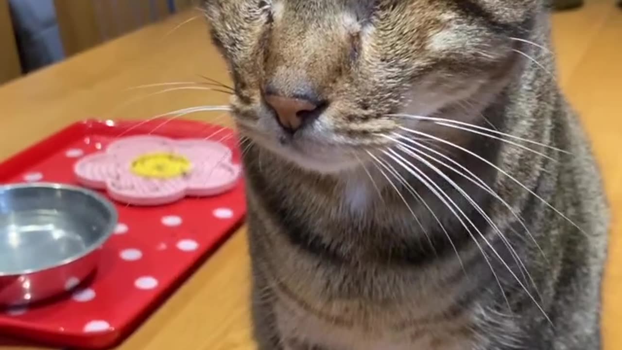 My blind cat ❤️