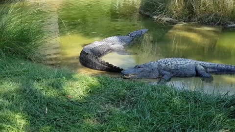 Two Crocodile Taking Rest