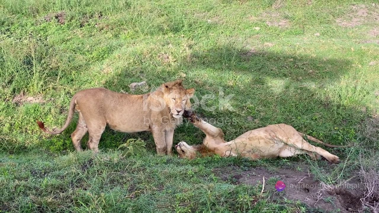 Animal Odd Couples: Surprising Friendships