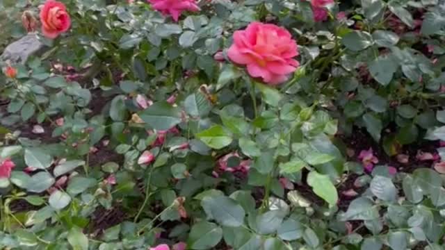 Rose garden therapy