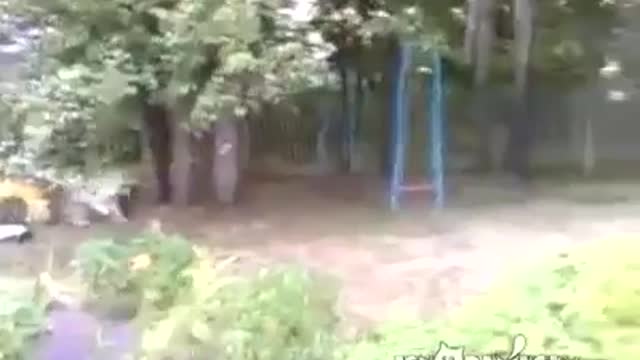 Too funny dog thought the cat was dead!