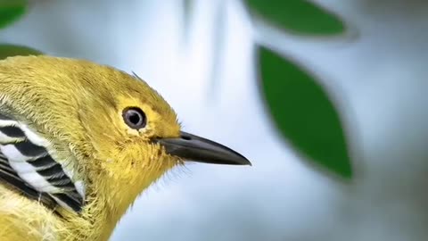 Wildlife in closer view with a natural perspective.