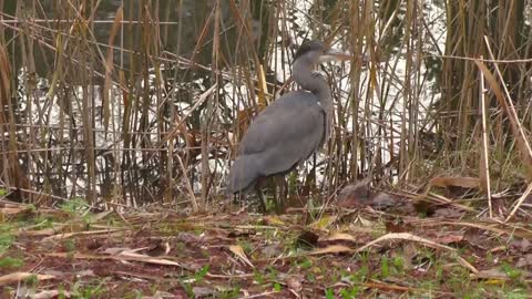 Heron Wading Bird Predator Animal Feather Plumage