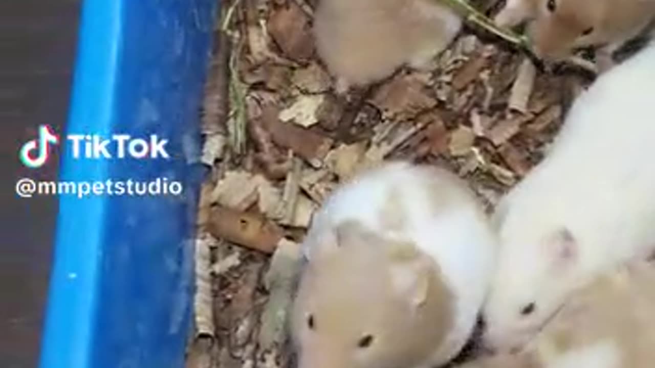 Cute hamsters