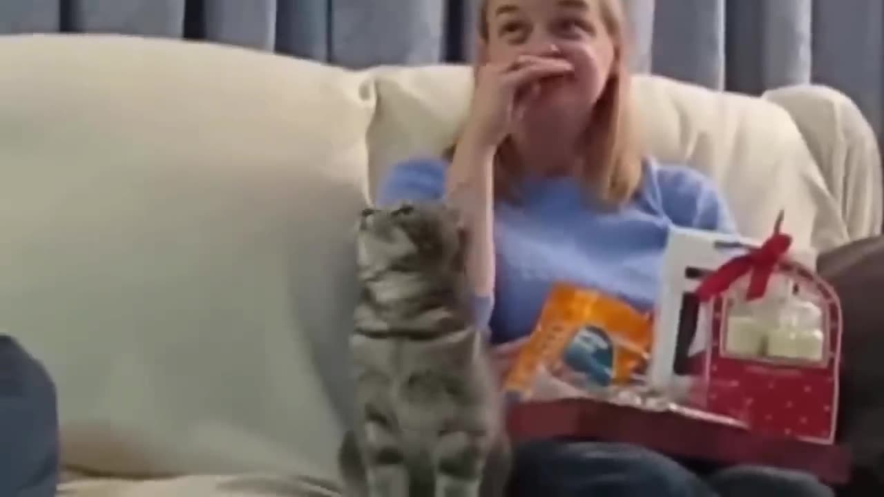 Funny animal video