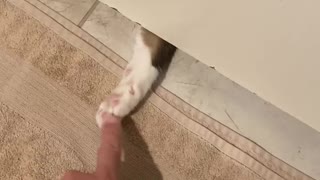 Cat paw under door
