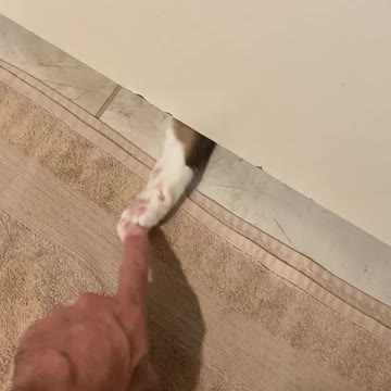 Cat paw under door