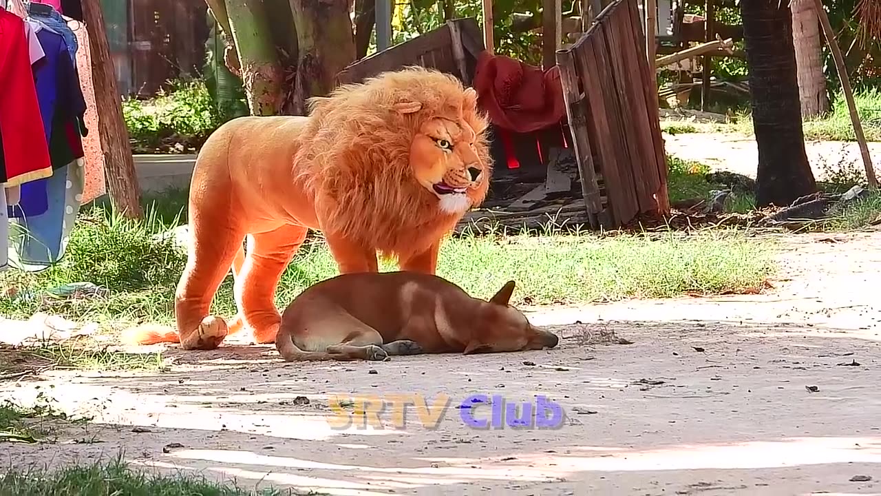 LION PRANK HAHAHA