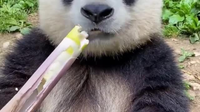 Panda eat Bamboo