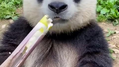 Panda eat Bamboo