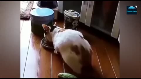 Funny Animal Videos 2023- Funniest Cats and Dogs