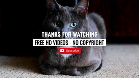 Cats | free HD videos claim