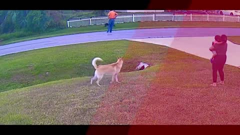 Tank saves 6 year old boy from an aggressive dog