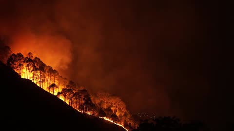 forests are burning