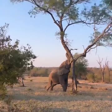 Most strongest mammel in the world unreal animals