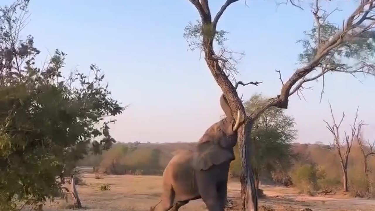 Most strongest mammel in the world unreal animals