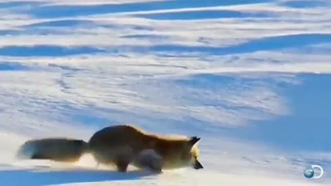 Nature Fox